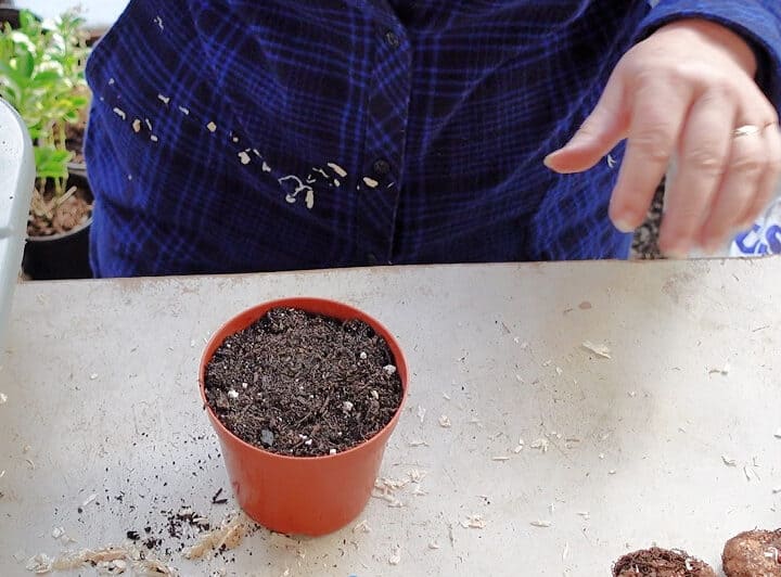 Soil on top of begonia tuber in small pot