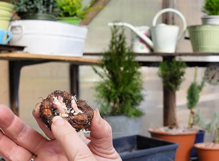 begonia tuber sprouting