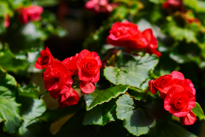 close up of beautiful red tuberous begonias in bloom again healthy green leaves