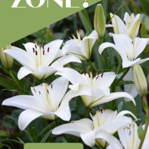 White asiatic lilies with text overlay, Garden by Zone? Why you shouldn't. Flower Patch Farmhouse . com