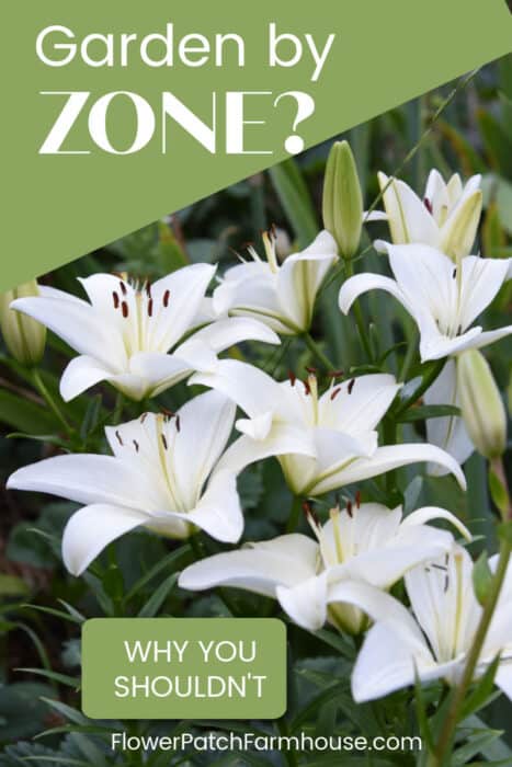 White asiatic lilies with text overlay, Garden by Zone? Why you shouldn't. Flower Patch Farmhouse . com