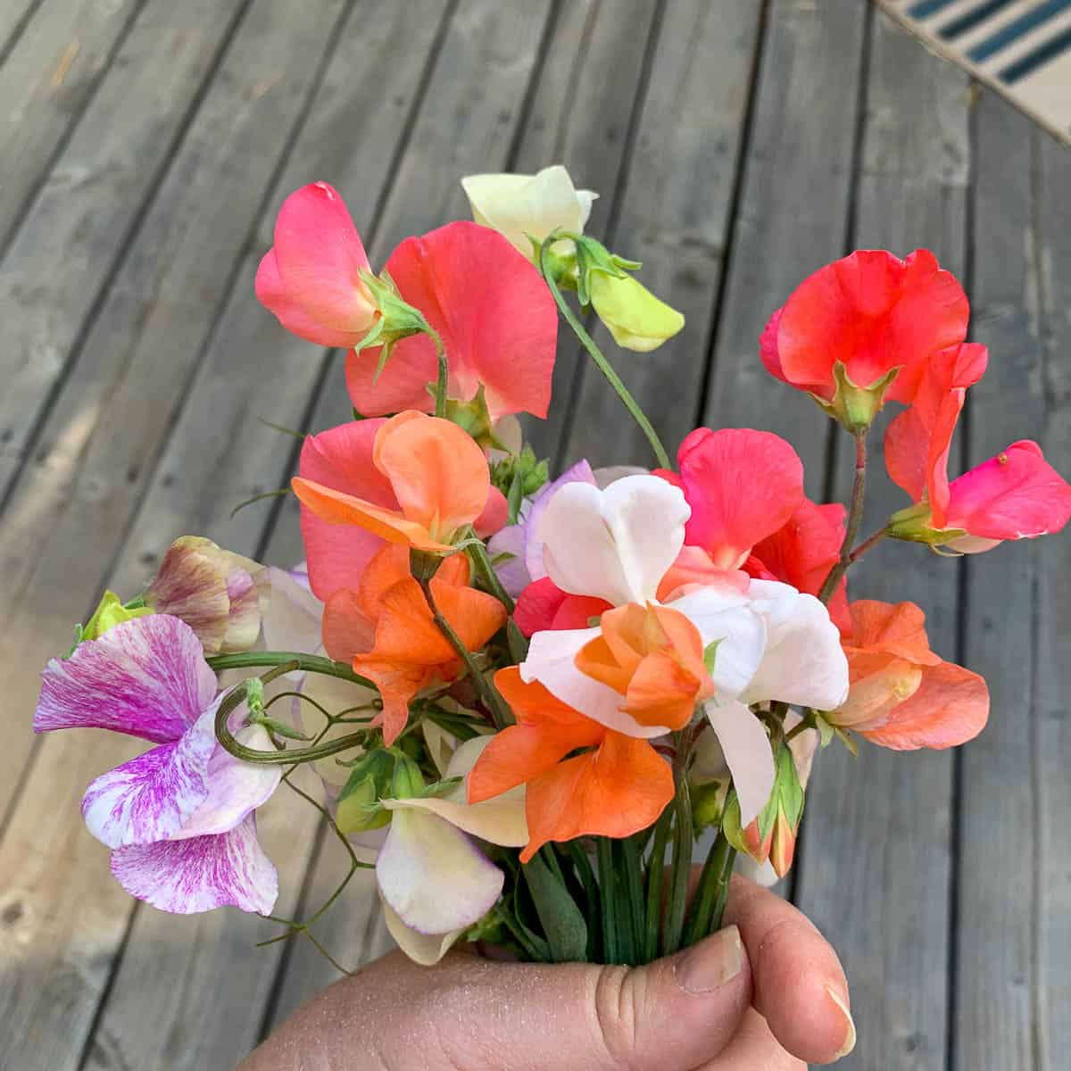 How to Direct Sow Sweet Peas