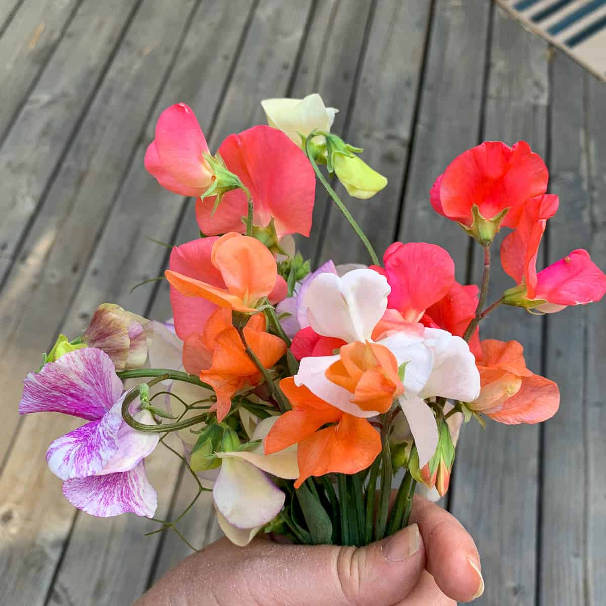 multi colored sweet pea bouquet, how to direct sow sweet peas