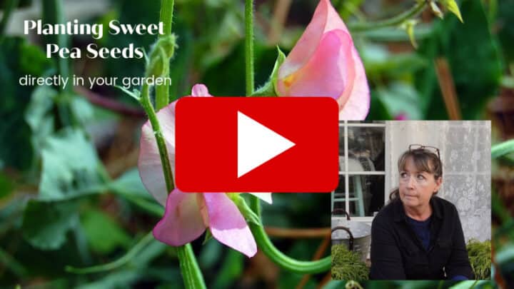 Direct sow sweet peas in your garden video 