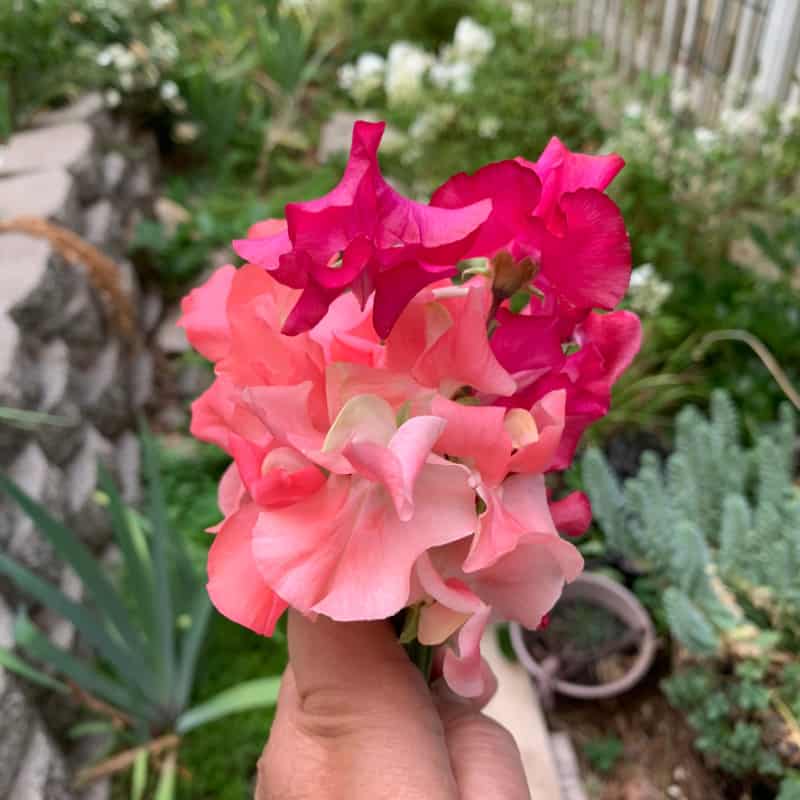 Pink sweet peas picked in August