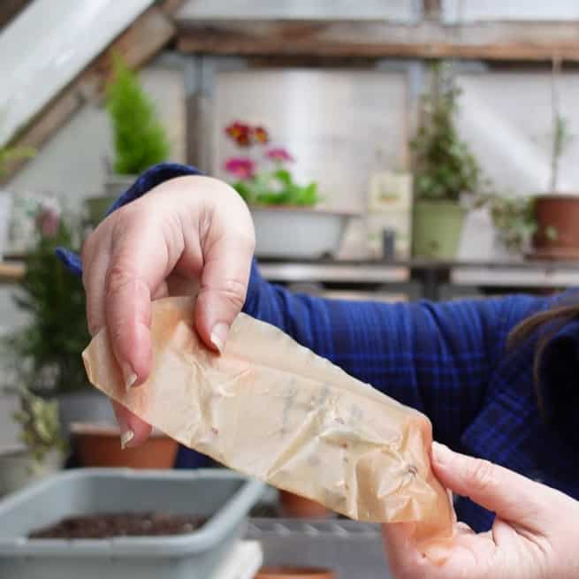 sweet pea seeds in damp coffee filter