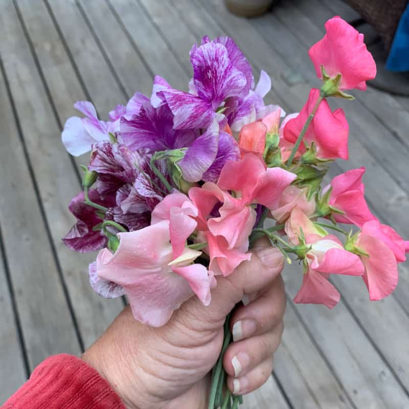 Sweet Pea bouquet pick July