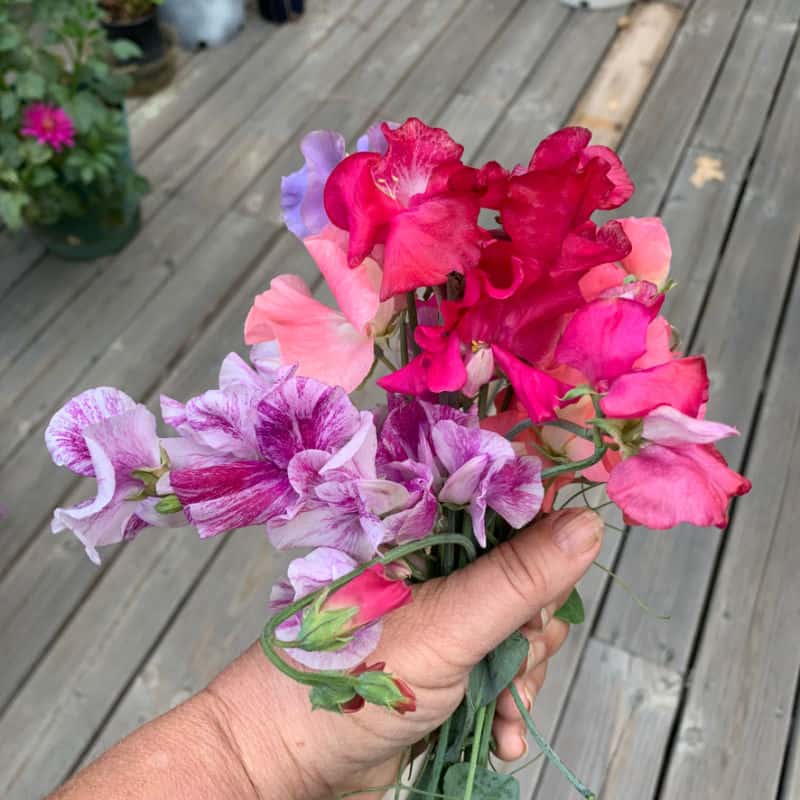 Sweet Pea bouquet picked in September, various colors
