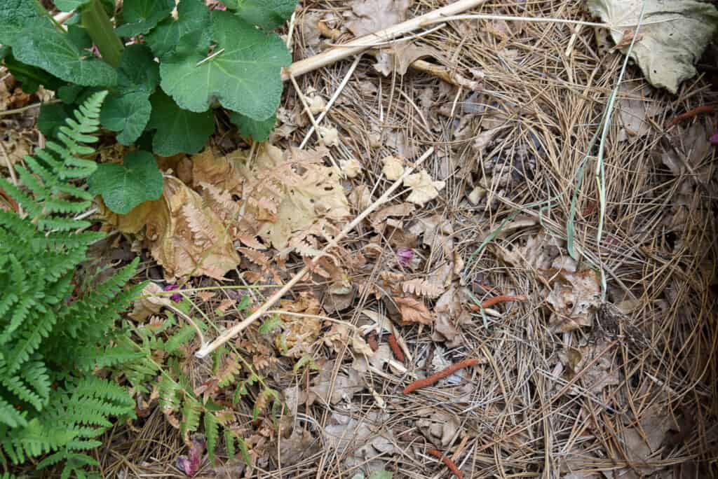 dried leaves and plant debris before it turns into leaf mold