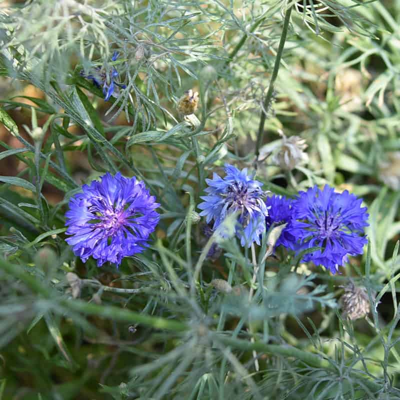 blue bachelors buttons in the garden, great as a cover crop and feeding the soil