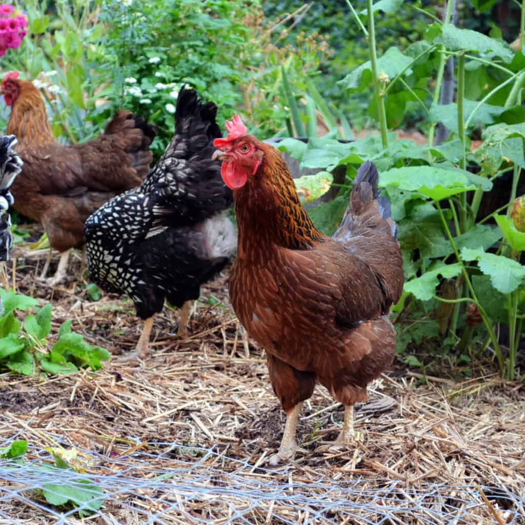 chickens scratching in garden organic garden soil building