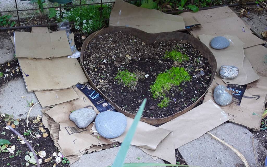placing cardboard around heart shape for moss groundcover
