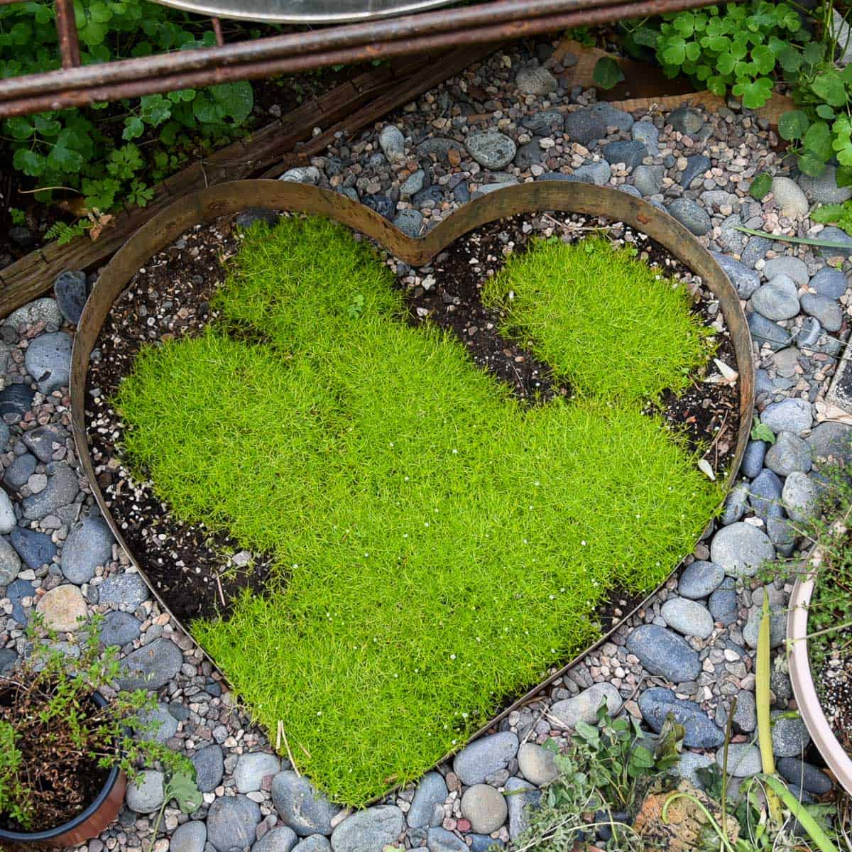 Scotch Moss Groundcover Heart