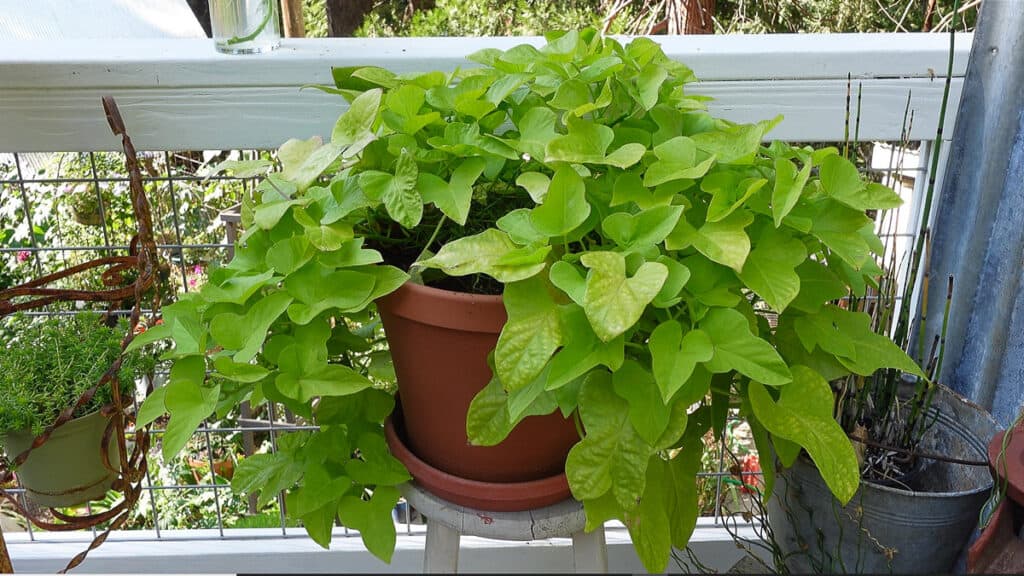 Magarita Sweet Potato vine plant in container, Propagate Sweet Potato Vine