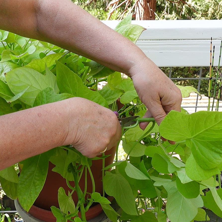 Sweet potato vine stem for cutting