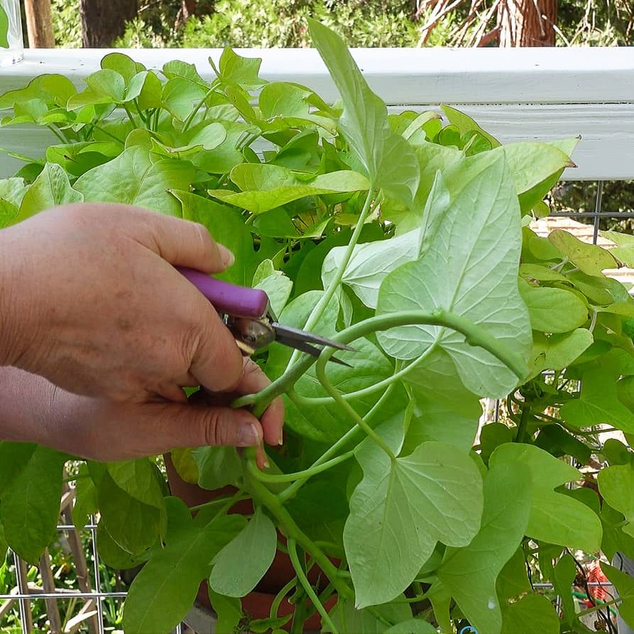 cutting leaves off sweet potato vine stem