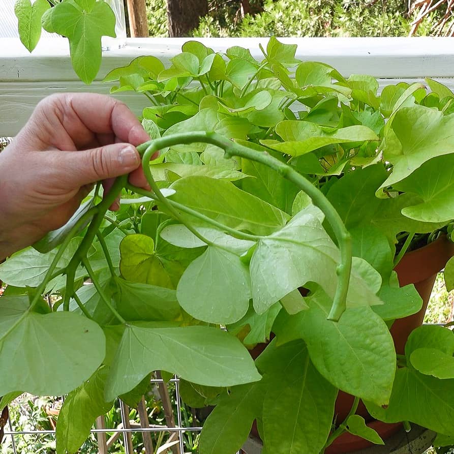 ipomoea batatas stem with leaves removed