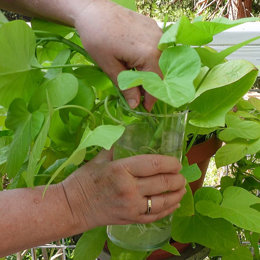 placing sweet potato vine cuttings into a container of water to root