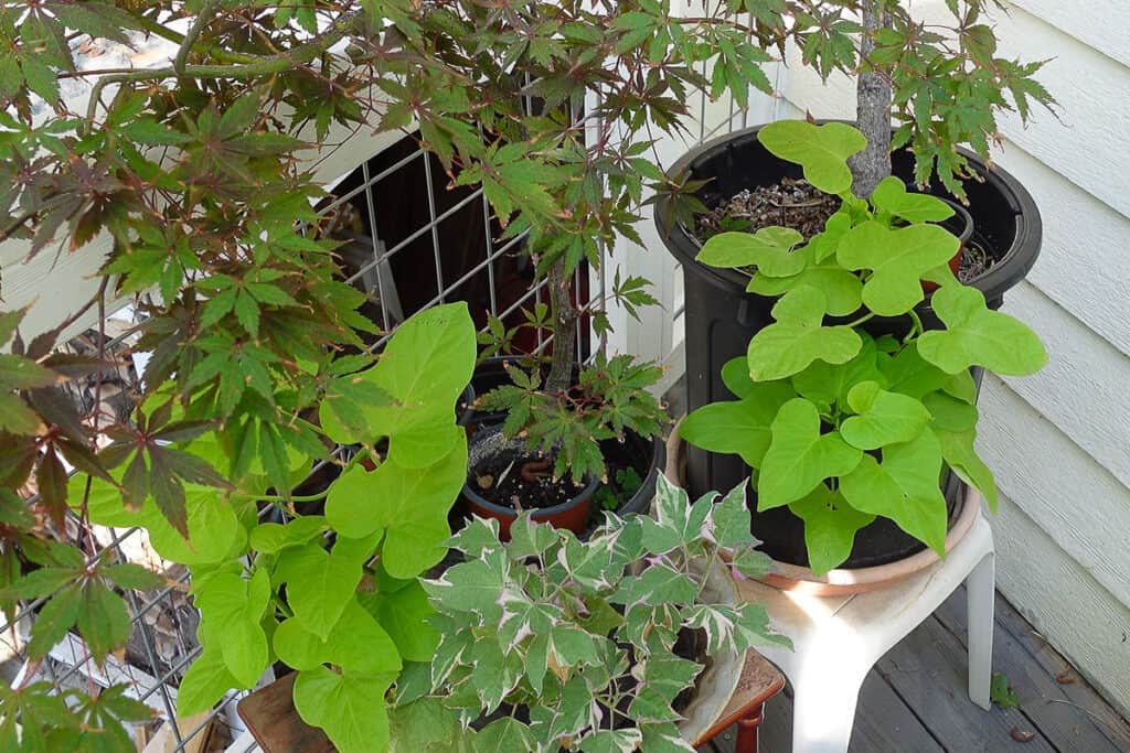 Propagate Sweet Potato Vine cuttings to make more plants