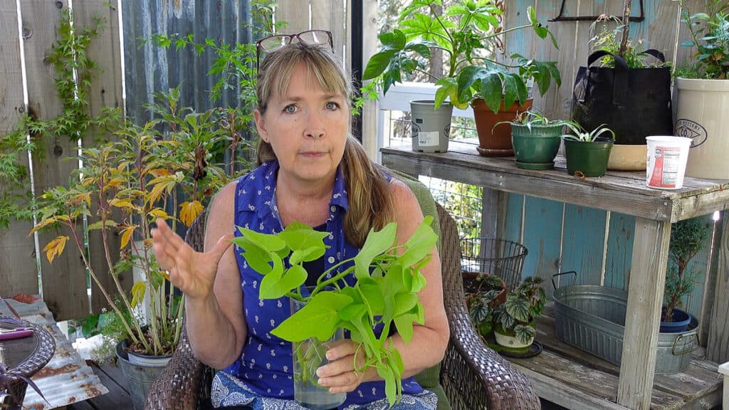 pam with vase of sweet potato vine cuttings rooting in water