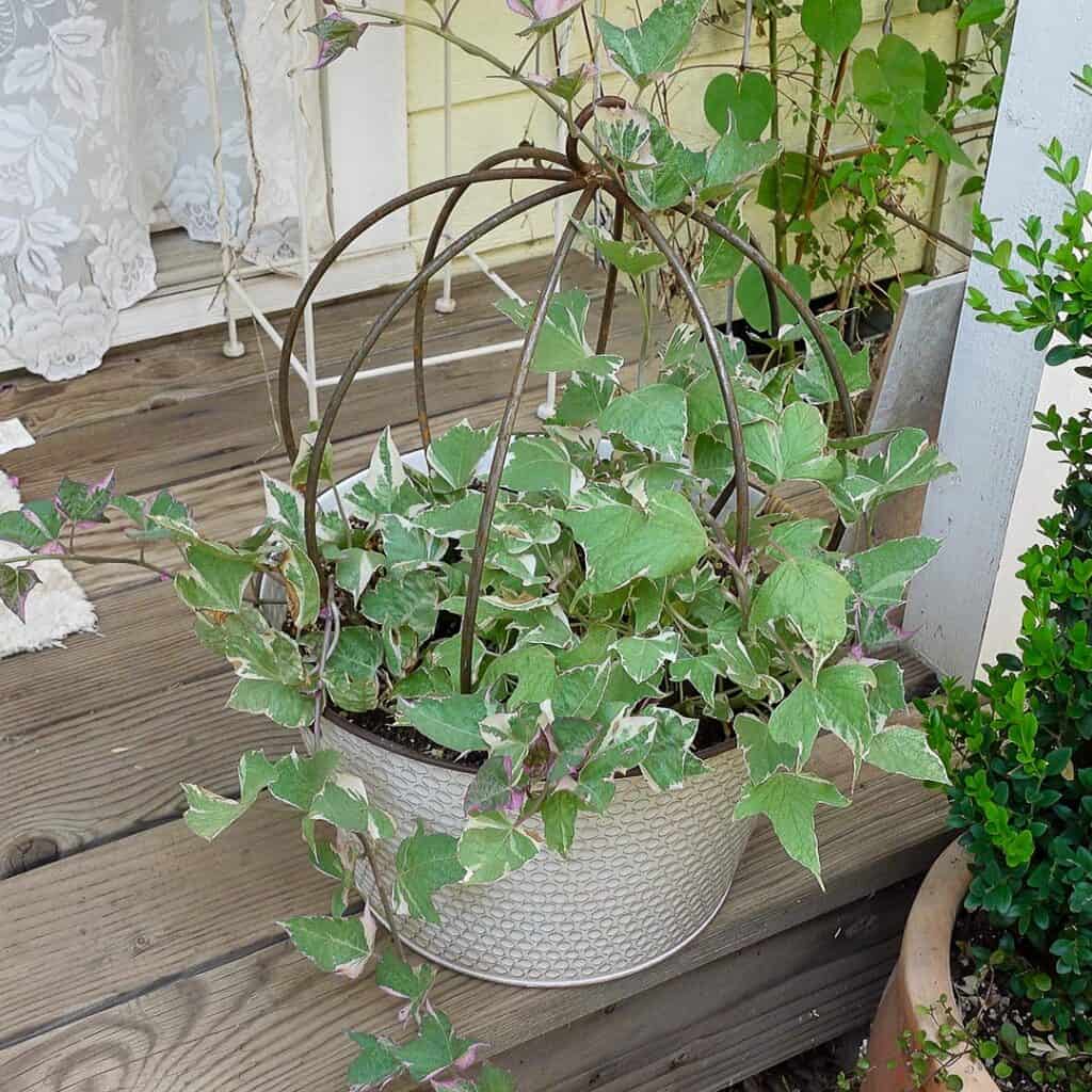 tricolor sweet potato vine in white enamel tub