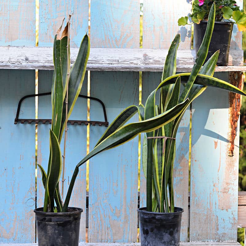 bamboo cane as support for snake plant