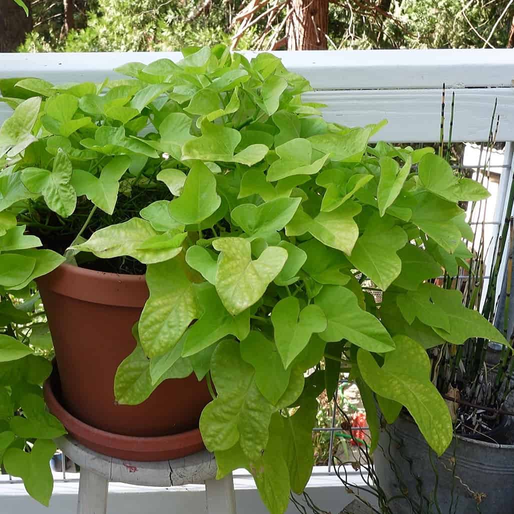 Propagate Sweet Potato Vine