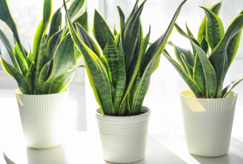 three snake plants in white pots