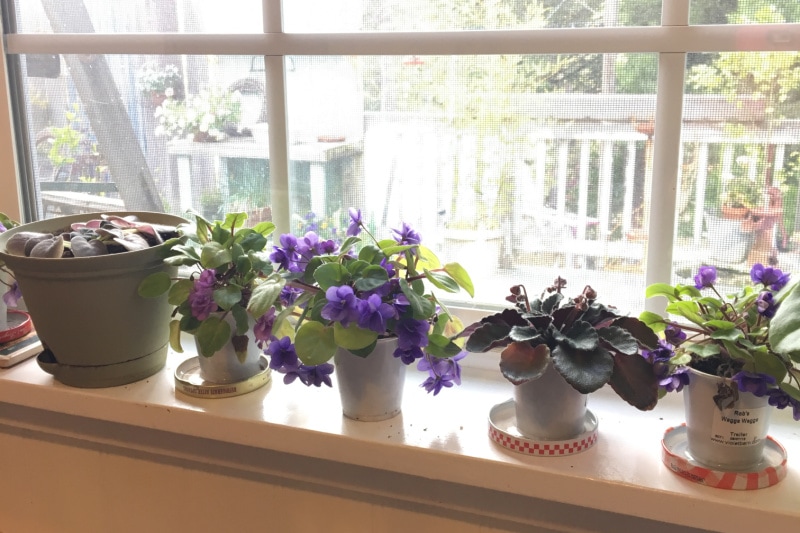 African Violets in window