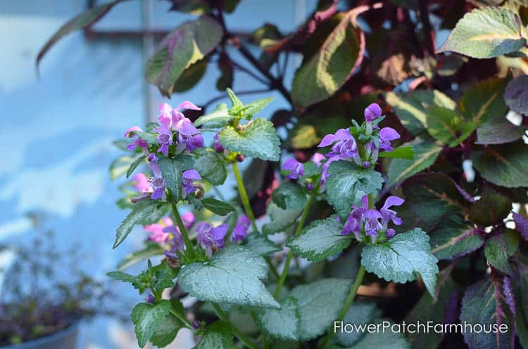 lamium for a moon garden