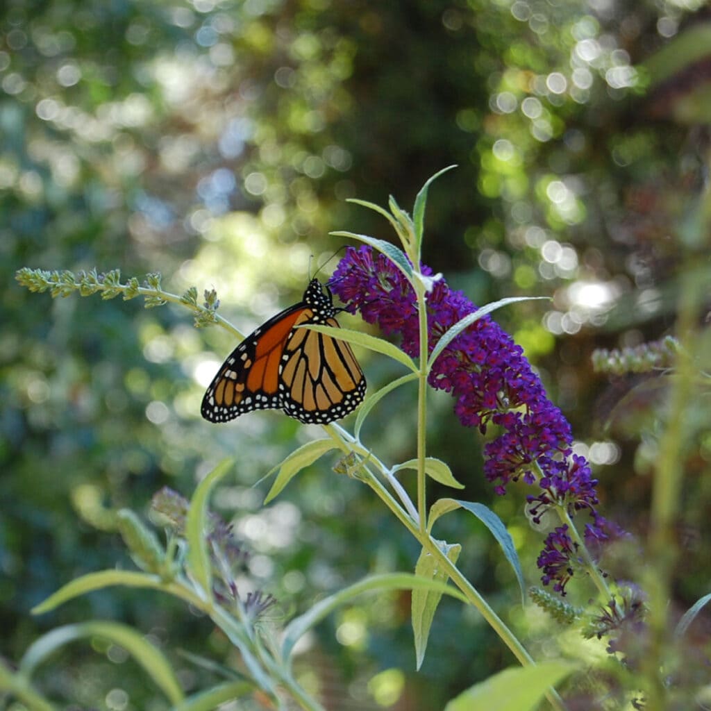 Black Knight Buddleia with monarch butterfly on it, Butterfly Bush