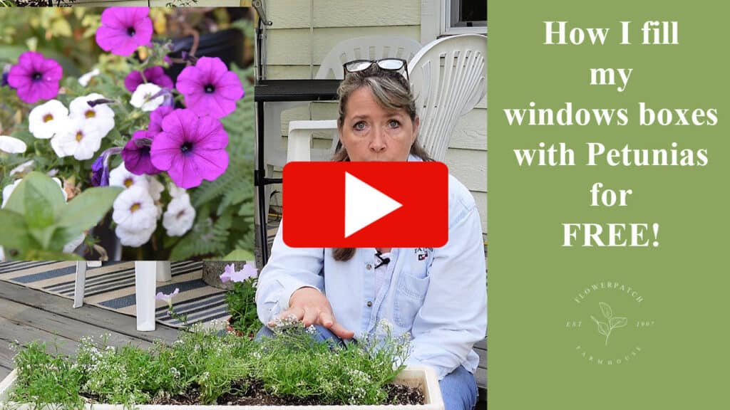 photo of window box and Pam with text overlay, How I fill my window boxes for FREE