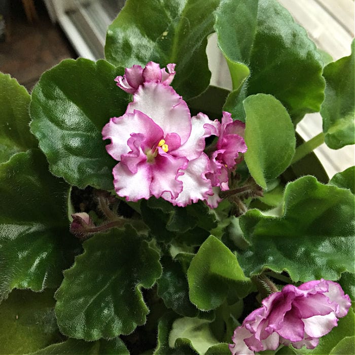 Pink and white african violets