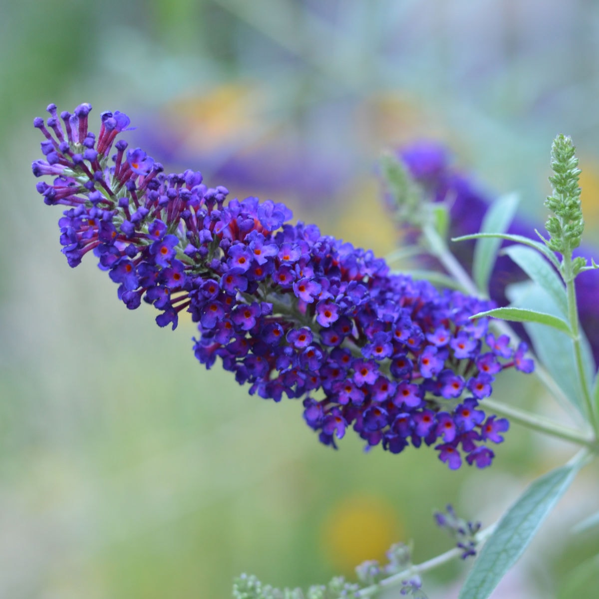 Purple buddleia Butterfly Bush