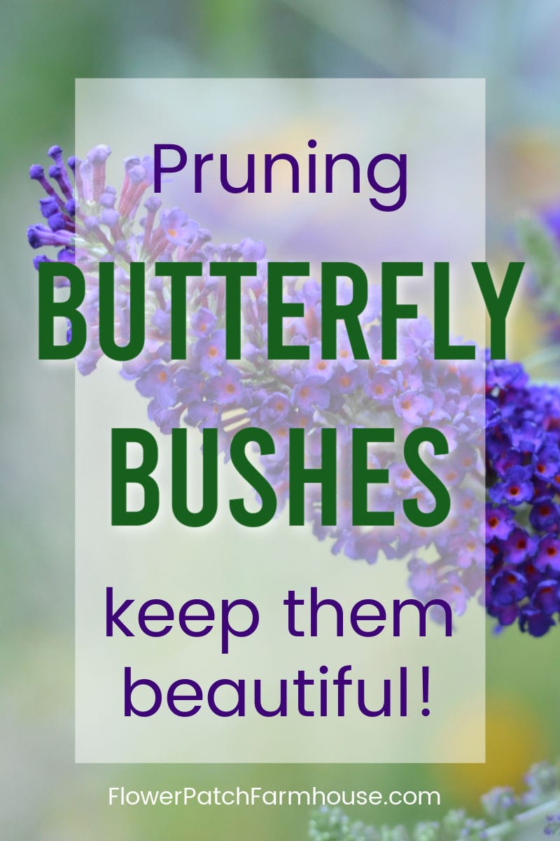 Pruning Butterfly Bushes Flower Patch Farmhouse