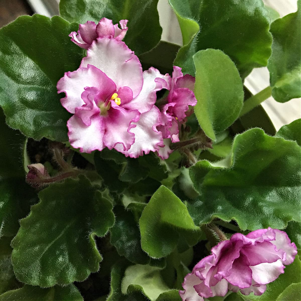 Pink African Violet with darker pink ruffled edging