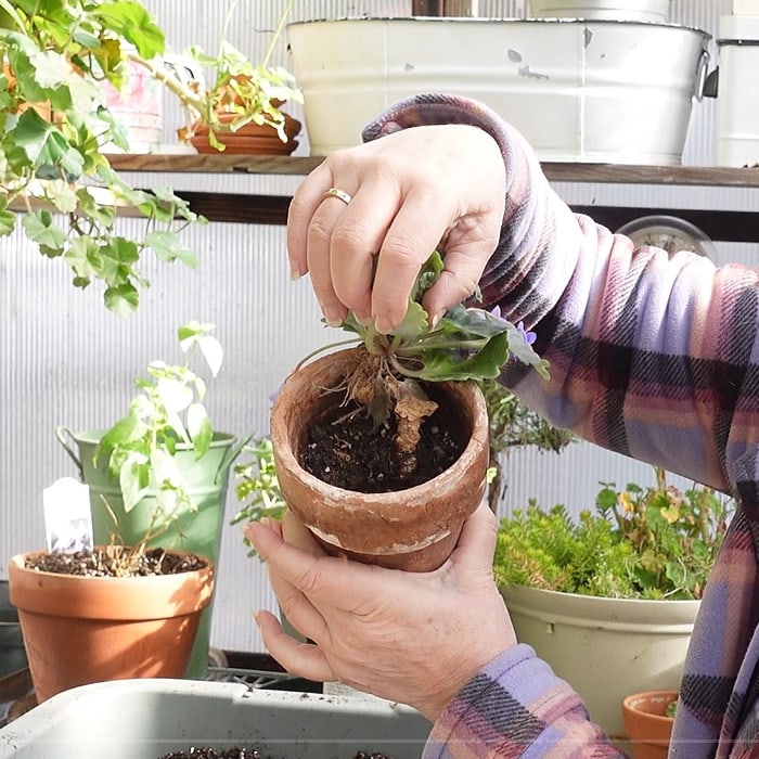 African violet with a long neck needing to be repotted