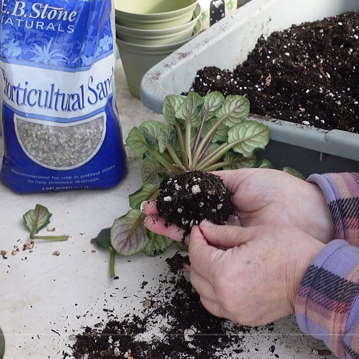 removing soil from roots of African Violets while repotting