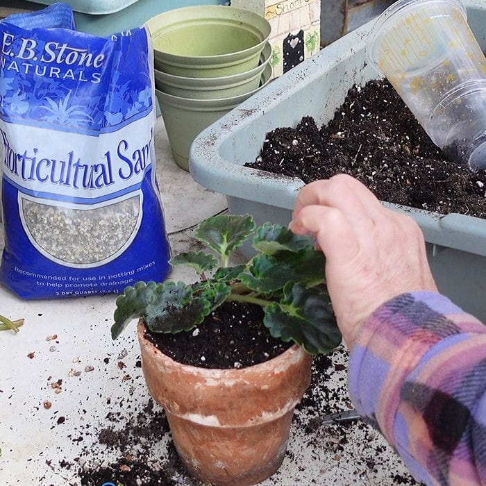 repotted african violet after transplanting