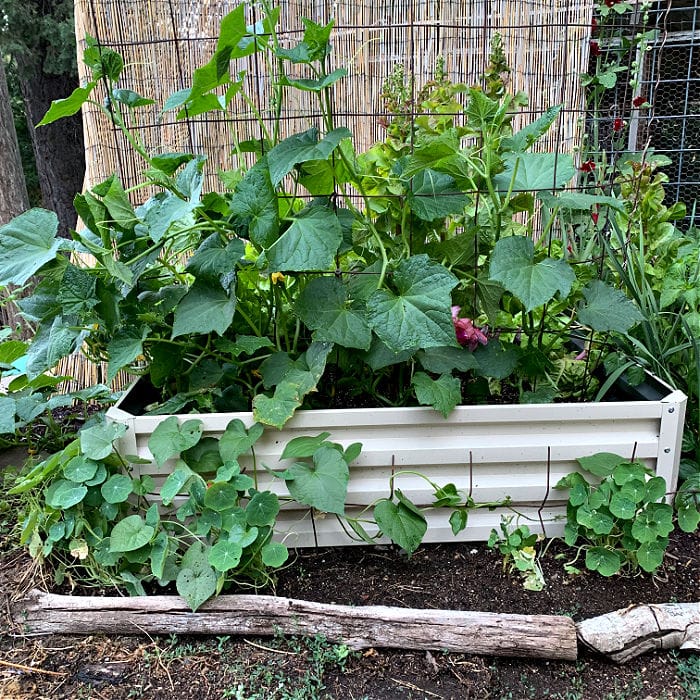 stratco metal raised bed planted with vegetables