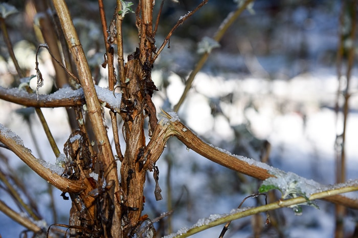Unpruned butterfly bush branch broken from snow