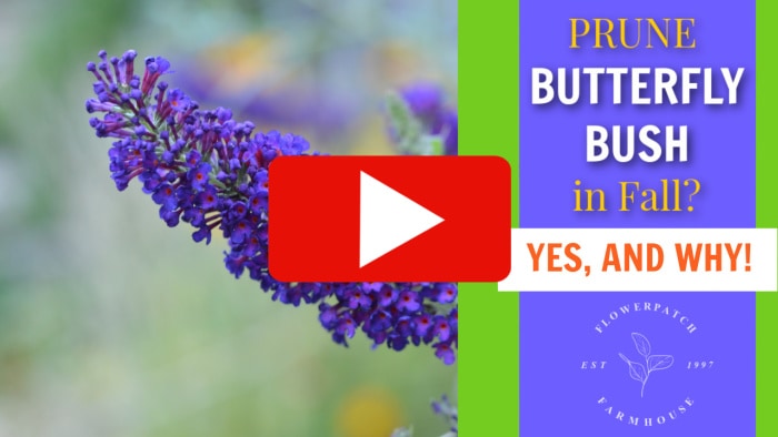 butterfly bush video play button