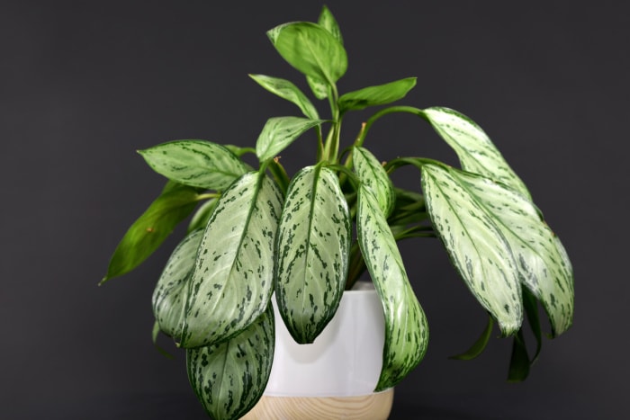 chinese evergreen, common houseplants