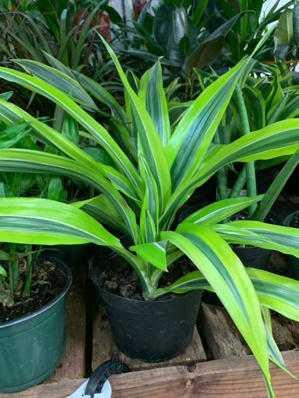 common houseplant at big box store