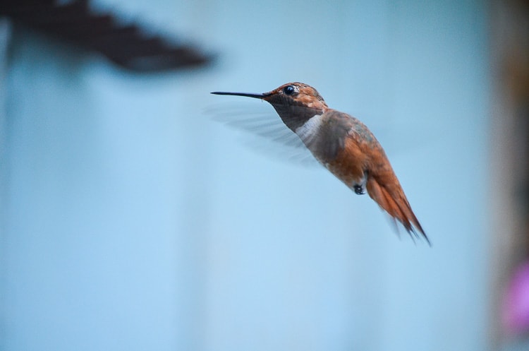 Rufous Hummingbird in flight, Flower Patch Farmhouse