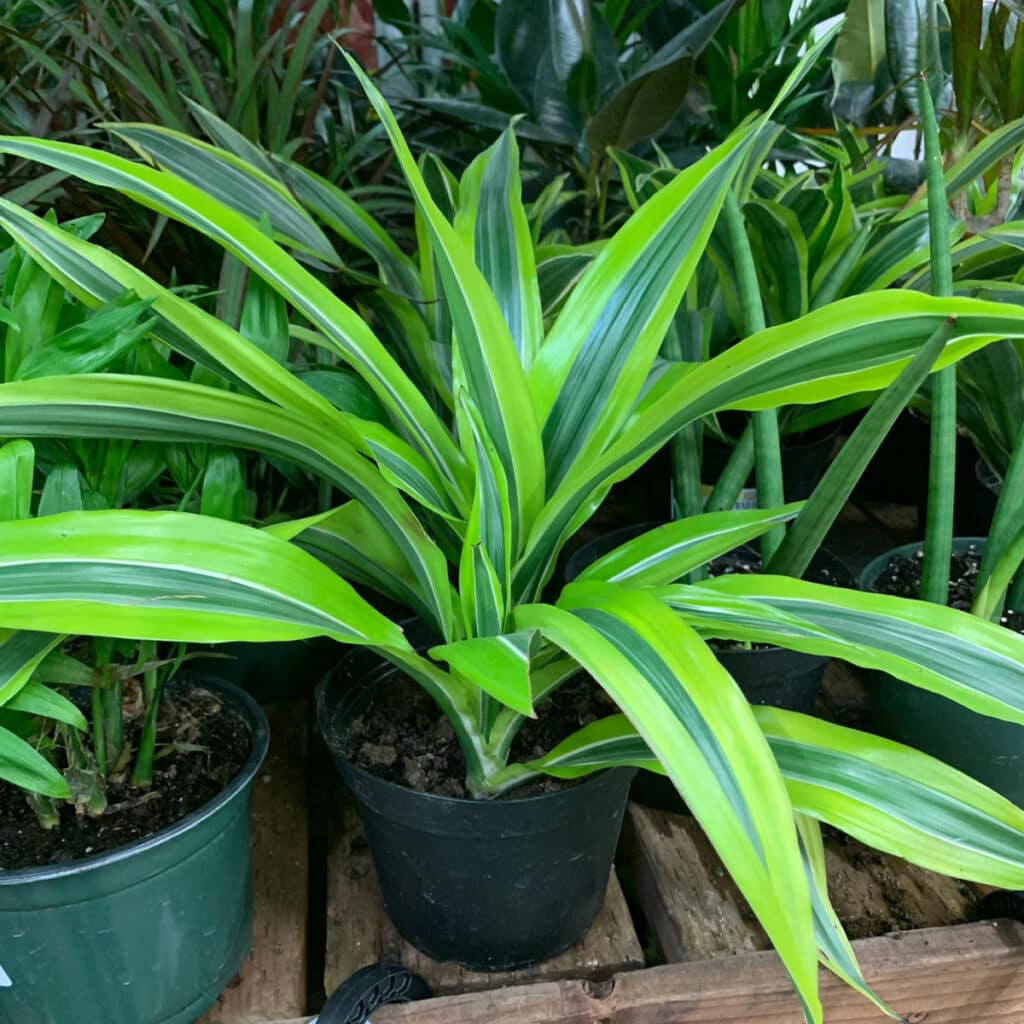 common houseplants
