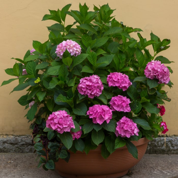 bright pink hydrangea planted in a pot