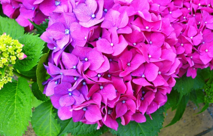 close up of magenta color hydrangea