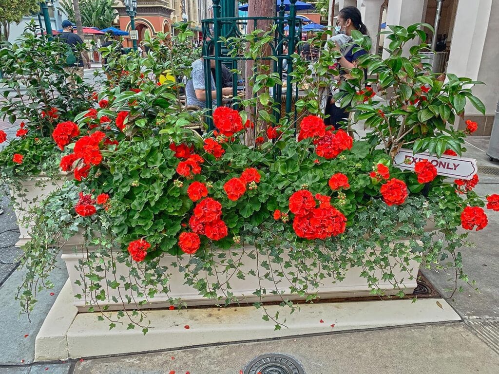 red geraniums and ivy planter