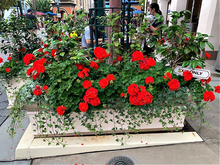 red geraniums and english ivy in container,